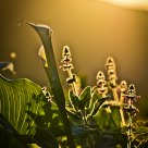 Fading Light